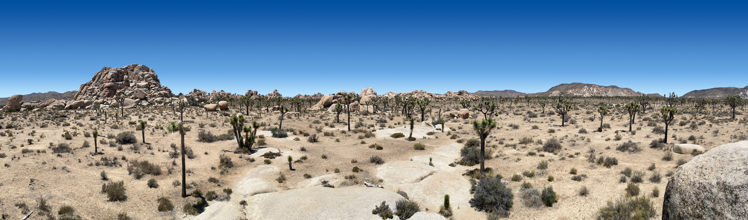 joshua tree panorama