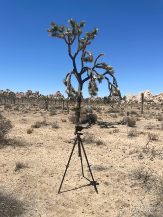 joshua tree tripod